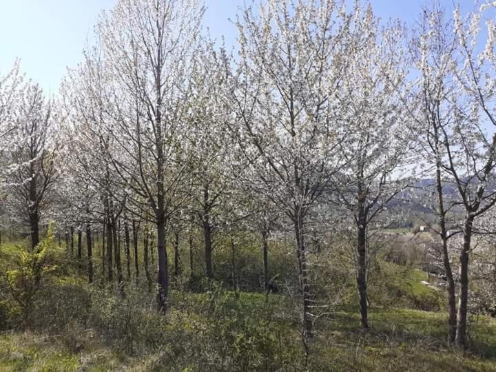 Apartamento Ai Boschi Ozzano dell'Emilia Exterior foto