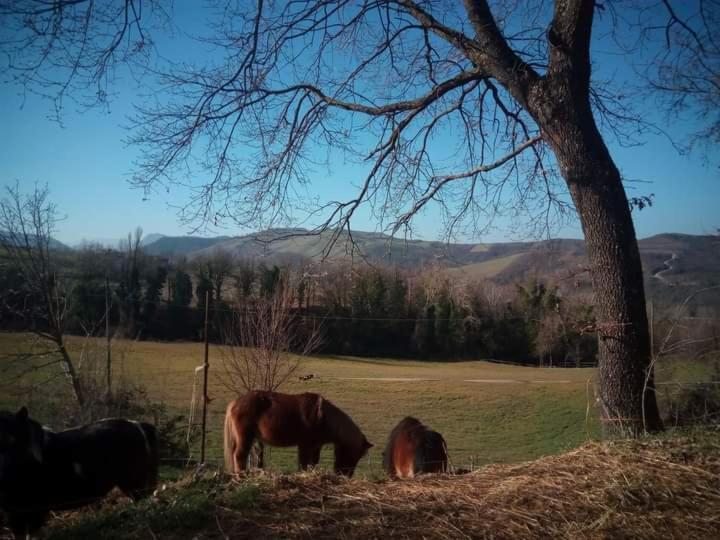 Apartamento Ai Boschi Ozzano dell'Emilia Exterior foto