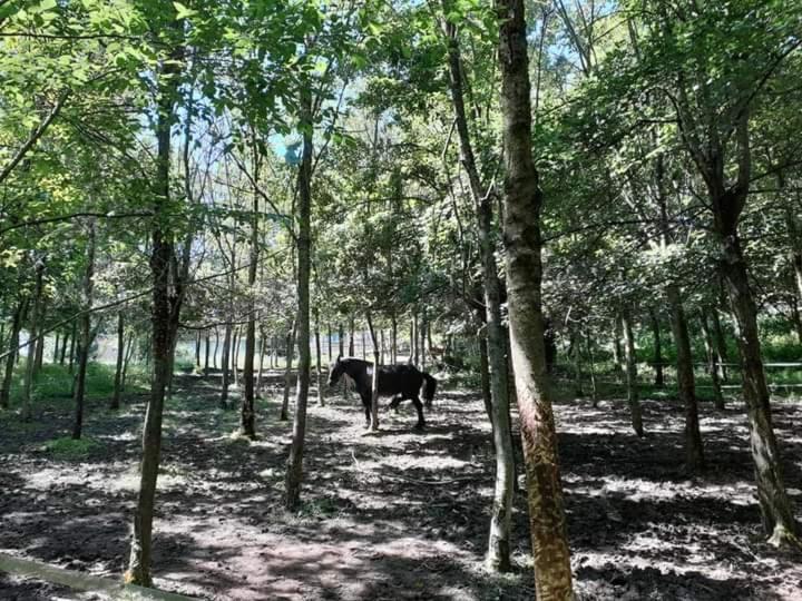 Apartamento Ai Boschi Ozzano dell'Emilia Exterior foto